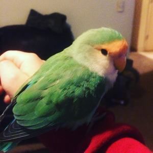 Meet your Posher, Samuel